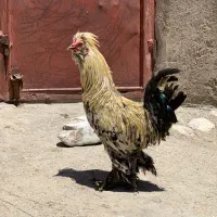 خروس سلطان