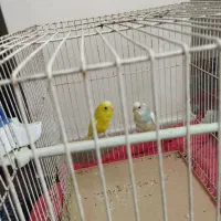 یک جفت مرغ عشق انگلیسی