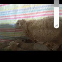 گوسفند نر ومده