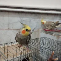 یک جفت عروس هلندی دستی و سخنگو