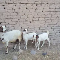 یک بز کل با دوتا کهره ماده