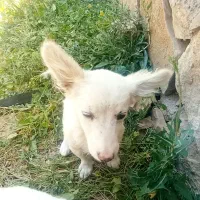 چند سگ پا کوتاه ماده برای نگهبانی