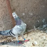 کفتر بزک