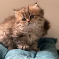 گربه