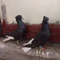 جفت دم سفید اشعل