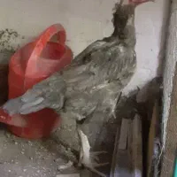 مرغ لاری افغان ۹ماهه