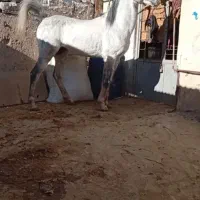 اسب نر|اسب و تجهیزات اسب‌سواری|میاندوآب, |دیوار
