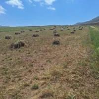 یونجه