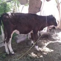گوساله ماده فروشی