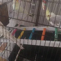 عروس هلندی گم شده محدوده چمن