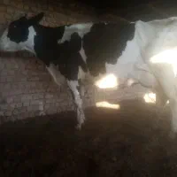گاو شیری  تلیسه توشک گوساله