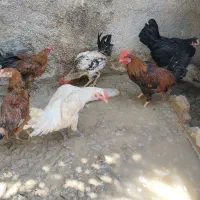 مرغ و خروس و بلدرچین
