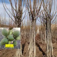 نهال فروشی سبز نهال