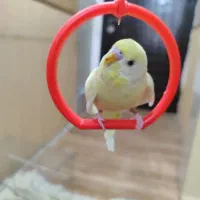 مرغ عشق معاوضه