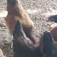 مرغ تخمگذار