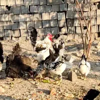مرغ و خروس گلین  تخمگذار