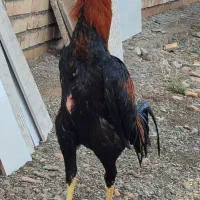 خروس لاری ۹ماهه