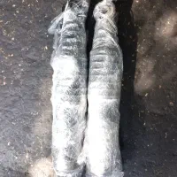 کمک فنر سوناتا وراکروز سورنتو آزرا کرولا اپتیما