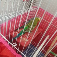 فروش یا معاوضه مرغ عشق با عروس هلندی تازه به دنیا
