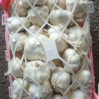 سیر تند ومرغوب همدان