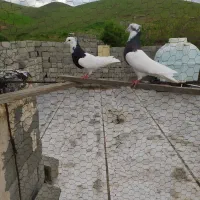 جفت کبوتر طوقی