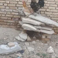 مرغ و خروس