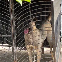 توله ماده سراب اصل سن ۶ ماه
