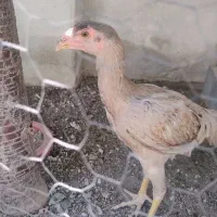 مرغ خروس
