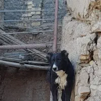 توله لاس قدرجونی