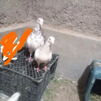 کفتر فروشی سربیشه