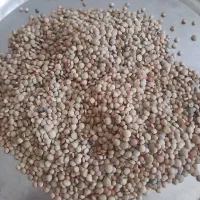 عدس با کیفیت