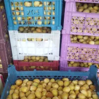 رطب وخارک تازه