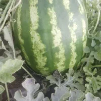 هندوانه درجه 1