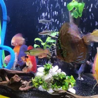 ماهی دیسکس گرید بالا وارداتی.