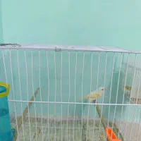 قناری  گرین چک.  کوتوله