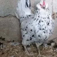مرغ کرک