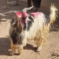 بز و بیگ
