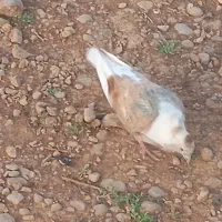 کبوتر نر آسپاس
