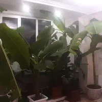 درخت موز