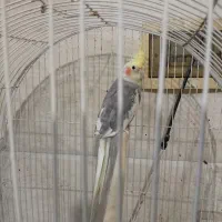 عروس هلندی ابلغ رنگ خاص