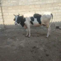 سلام