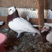 کفتر طوقی با جوجه