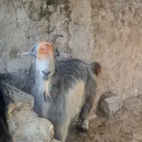 بز سرحال وسالم