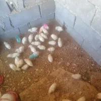 سلام چهل تا جوجه دو رگه دونه هفتاد تومان