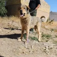سگ عراقی