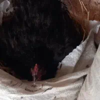 مرغ کرچ کرچ اماده خواباندن