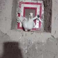 جوجه کفتر