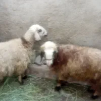 فروش میش وبره نر
