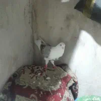 کفتر|پرنده|کرج, ساسانی (قلمستان)|دیوار