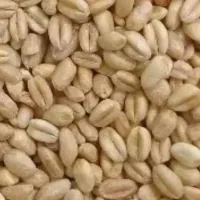 گندم امسال